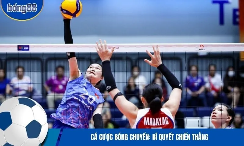 Mẹo cá cược bóng chuyền hiệu quả dành cho người mới